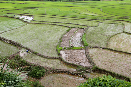 Transplanting the crop in Binh Lieu